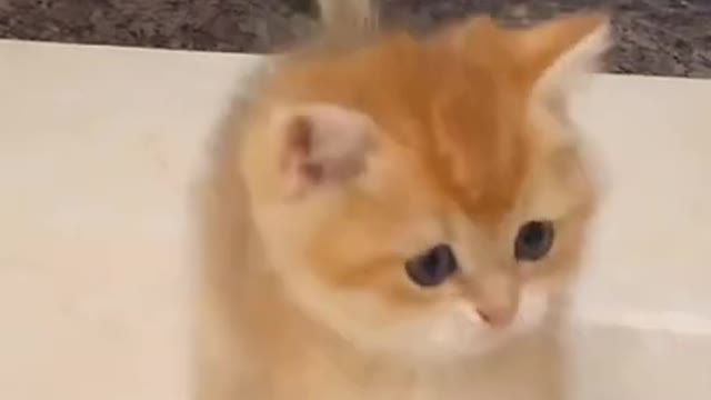 Aww best cute cat funny videos 2021