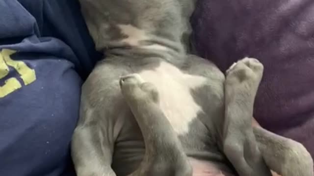 A dog that sleeps late every day