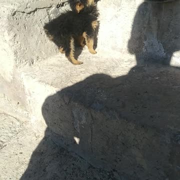 small dog plays with me and bites