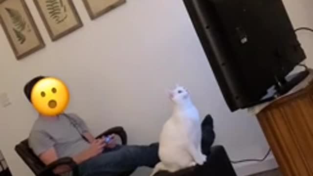Cat jumps straight to the TV.