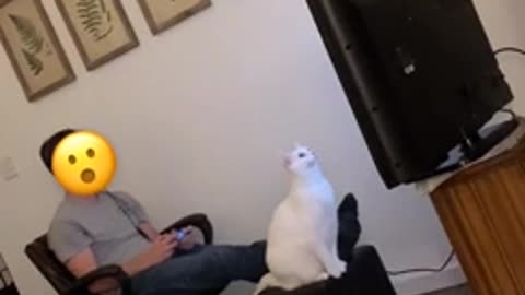 Cat jumps straight to the TV.