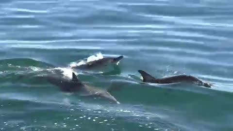 Dolphin video