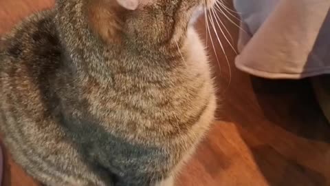 Funny cat reaction for the first time