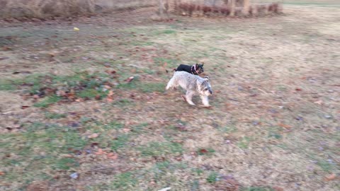 Dog Chasing Their Friend