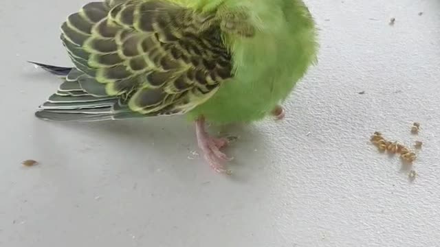 Baby Budgie Roll
