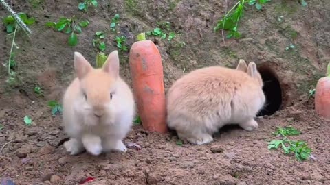 The little bunny is crawling.