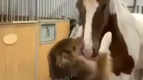 Dog trying to hug horse, this will make you smile! 💚❤