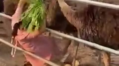Безопасный способ собрать яйца у толпы страусов
