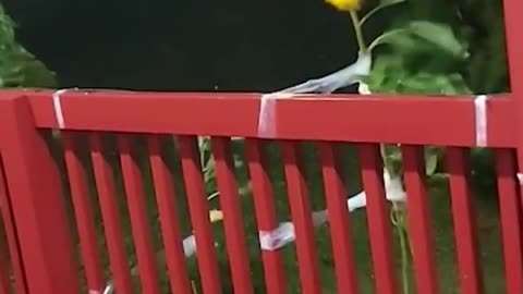 A sunflower is able to withstand strong winds