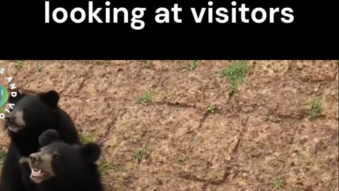 Cute Black Bears Innocently looking at visitors