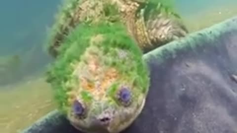 The de la Mare river turtle