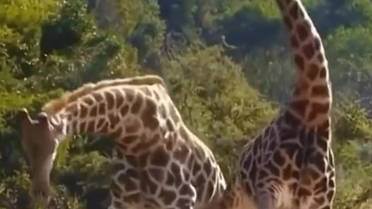 BATTLE OF THE 2 HEADED