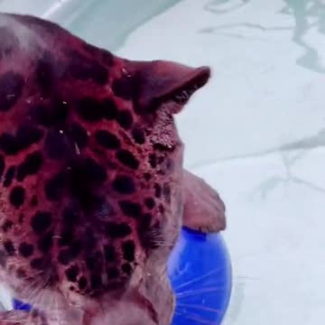 Black Jaguar Playing! STUNNING