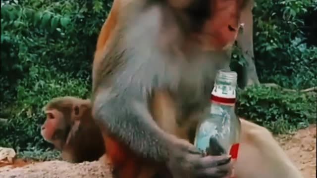 Drinking tha monkey after funny🤣🤣 dance