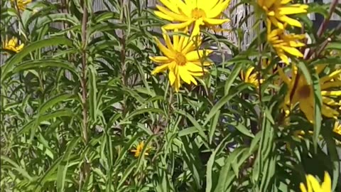 Sun Flowers In The Wind