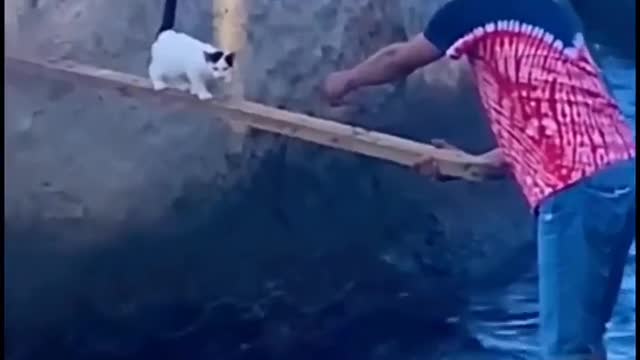 OMG 🐱 i❤️ cats