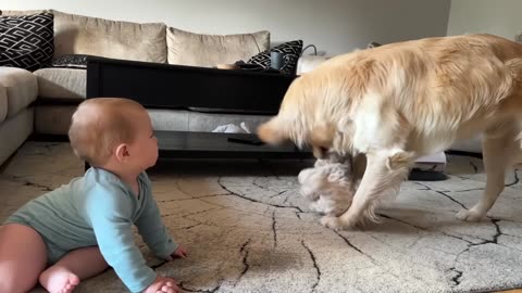 Adorable Baby Boy Talks To His Golden Retriever! (Cutest Ever!!)