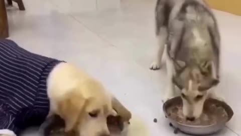 Husky and Labrador eating food funny videos