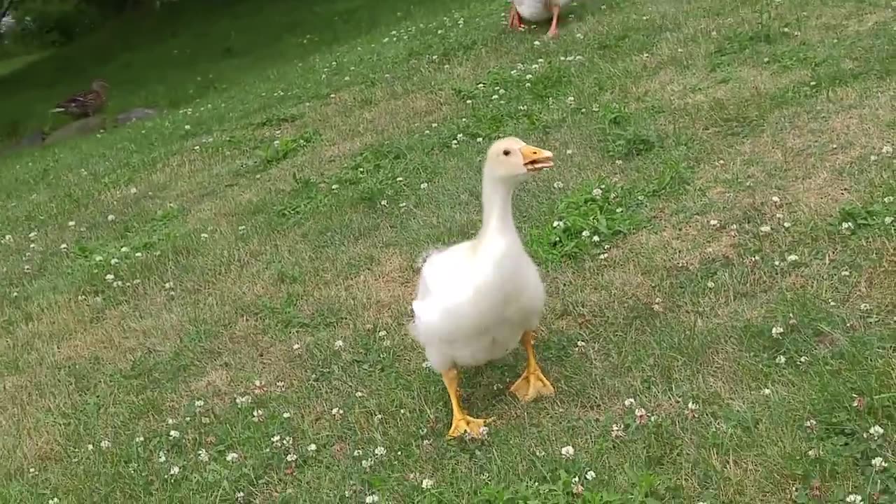 Happiness is a Gosling recognizing you, and running excitedly towards you. His name is Sam btw _)