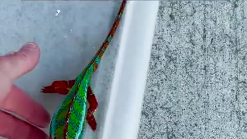 Colorful Chameleon Found in California