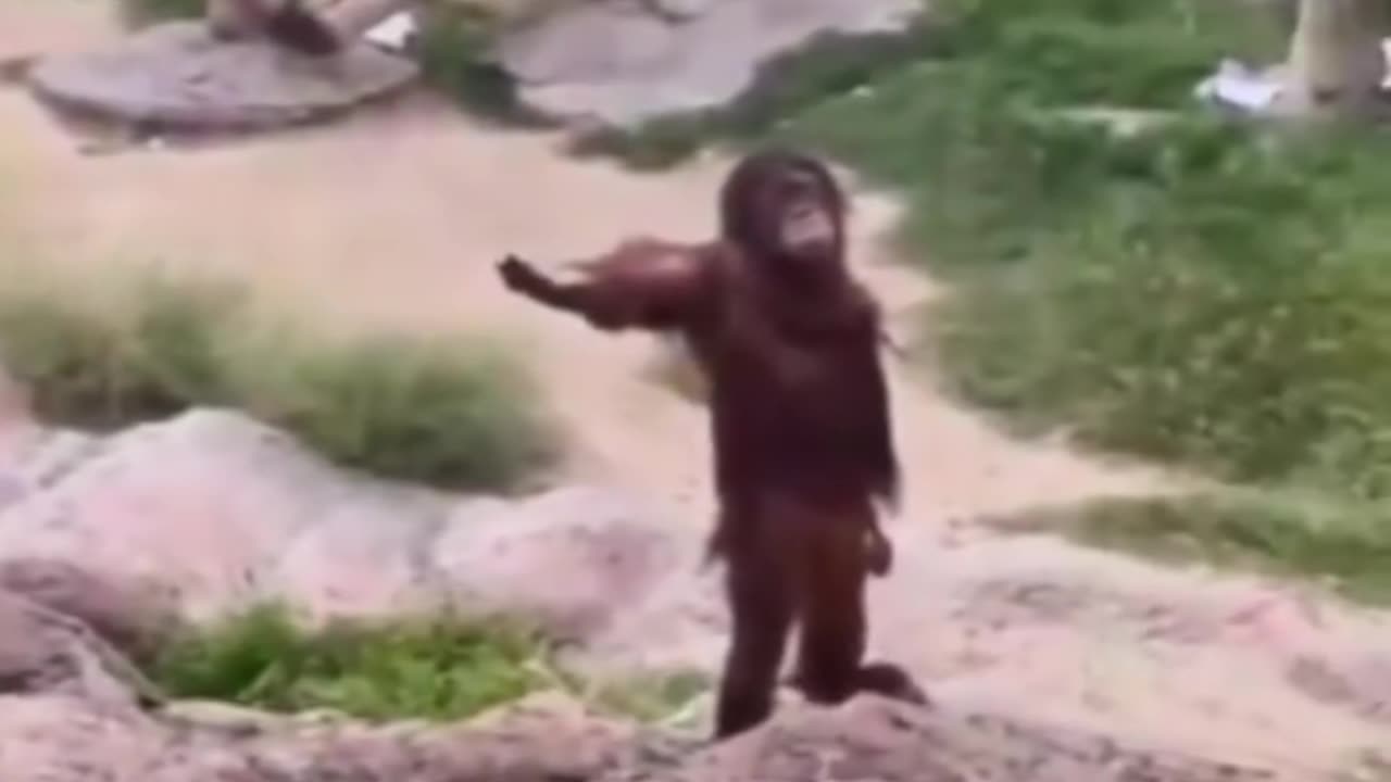 Monkey kids funny animal videos