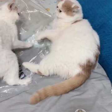 Fanny cat videos | kitty cat video | Cute cat videos | Pet Animal video | Kittycat |