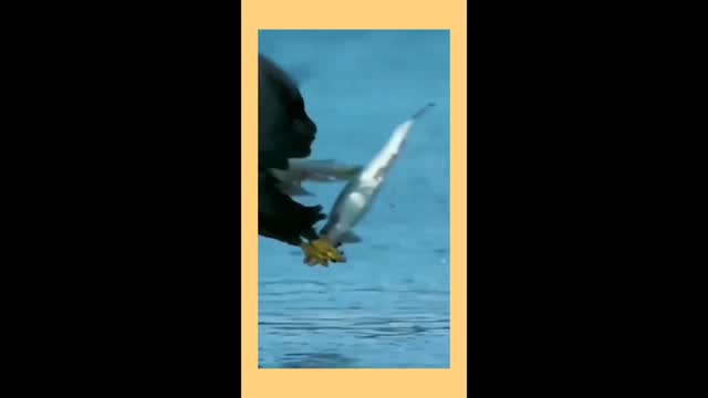 Hawk eagle fight for survival