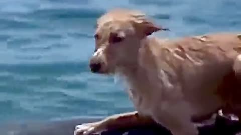 LUCKY DOG!