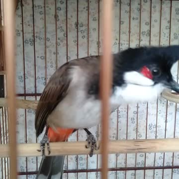 The crested bird has a beautiful singing voice