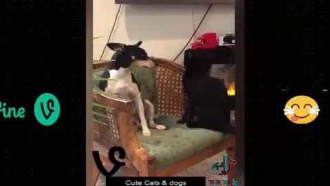 funny animals life, funny, funny animal videos, funny pets, funny cats, funny dog, , funny kittens