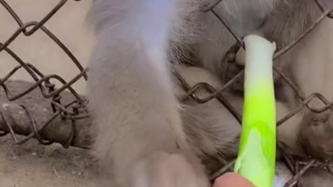 Funny Animal Videos- hilarious monkey tries to steal fruit