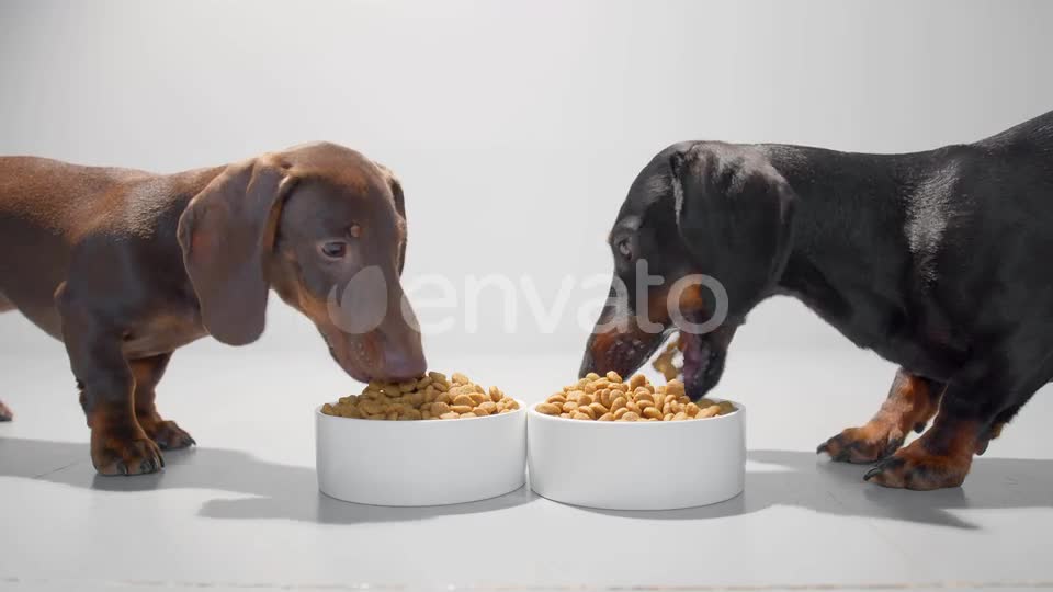 Two Young Dachshund Dogs or Puppies Eat Dry Diet Food White Bowls Video