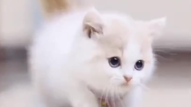 Cute funny cat walk video