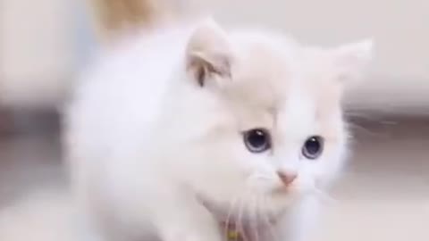 Cute funny cat walk video