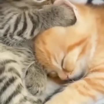 Baby Cats - Cute and Funny Cat Videos #cat#tiktok#shorts