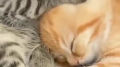 Baby Cats - Cute and Funny Cat Videos #cat#tiktok#shorts