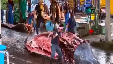 Whale meat cutting technique in Japan