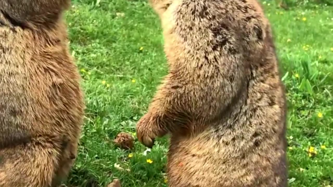 Cute Wild animal bobak marmot or prairie dog 122 #marmot #animal #animals