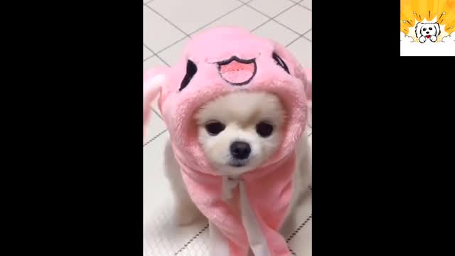 Dressed up cute dog