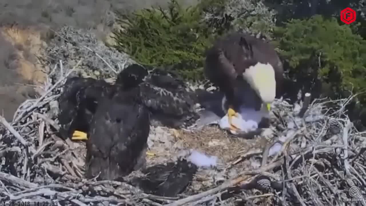 the fredators stalk their prey
