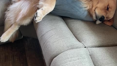 Sleepy Golden Flops Off Couch