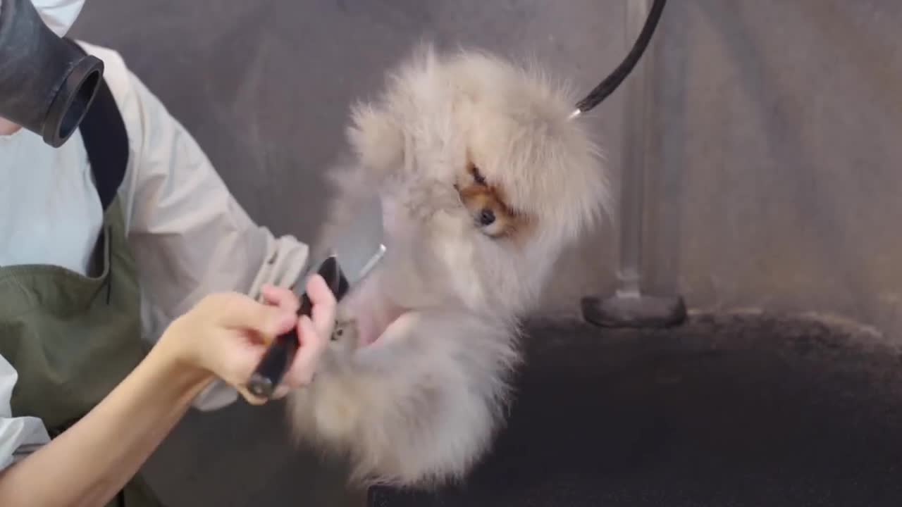 dog who loves to take a bath