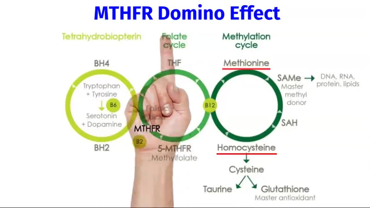 A Doctors Giude To MTHFR