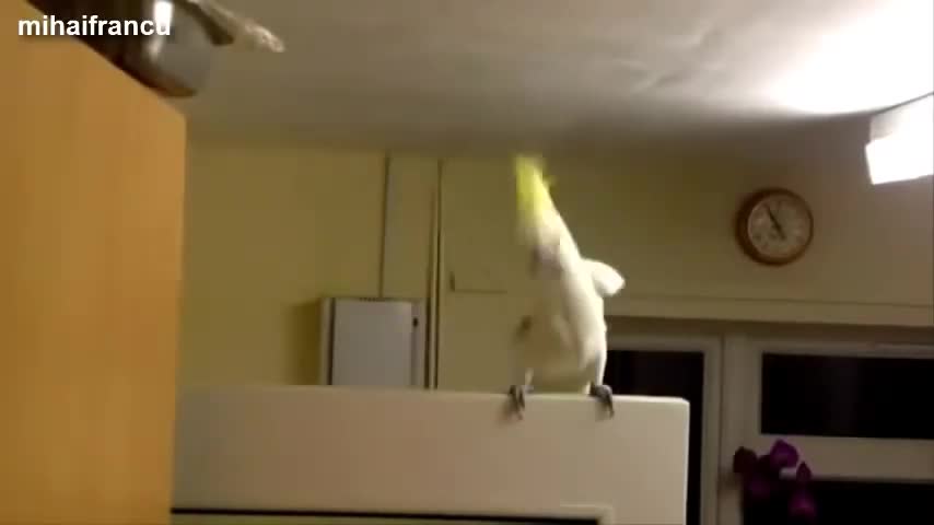 FUNNY PARROT - 2 || dancing birds