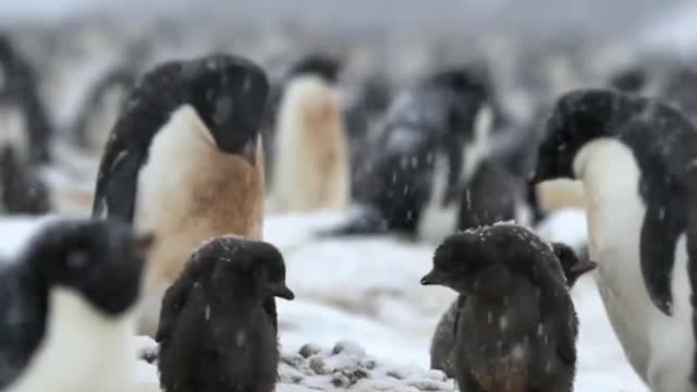 Adélie penguins in the snow Cape Hallett