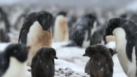 Adélie penguins in the snow Cape Hallett