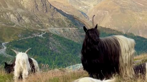 Meet the Longhair Goats in Zermatt