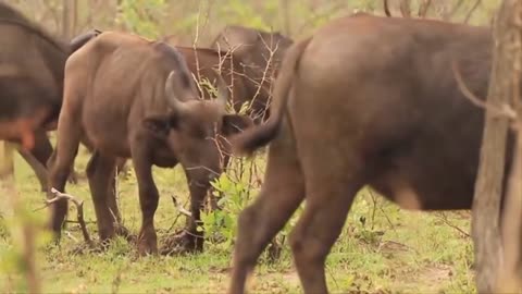Strongest Animals In Africa ► Buffalo Vs Leopard, Lion Receives Fierce Attacks From The Buffalo Herd