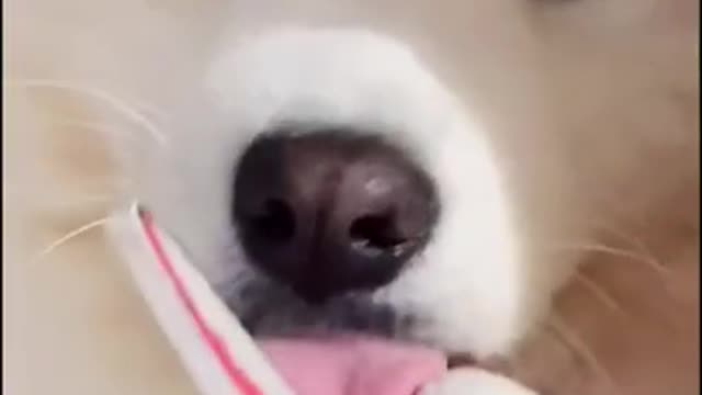 😀😃 dogs funny video 😀😀