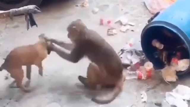 Amezing Funny😂video Dog 🐶 with Monkey🐒